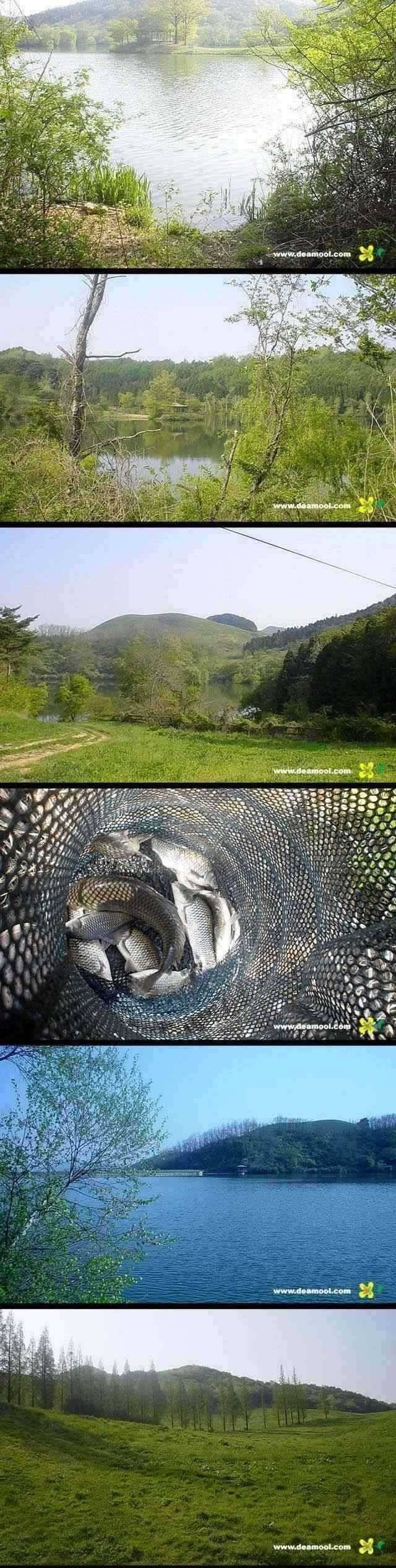 아름다운 용비지의 붕어들충남 서산 (조황조행기 - 특파원조황)