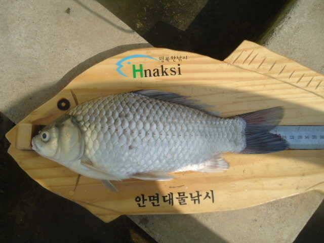안면도권 저수지 주말 조황 (조황조행기 - 특파원조황)