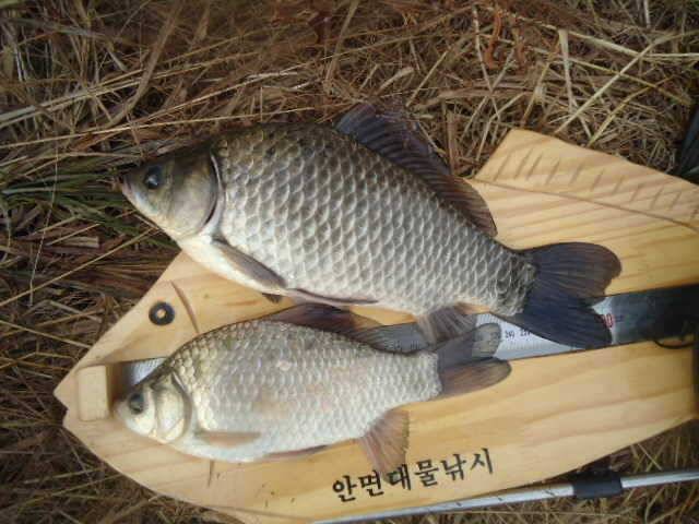 안면도권 주말 조황 안내 (조황조행기 - 특파원조황)