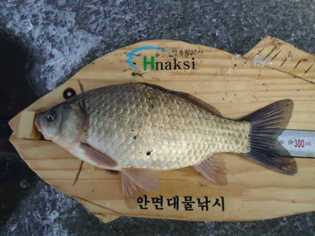 안면도권 저수지 얼음낚시 주중 조황 안내 (조황조행기 - 특파원조황)