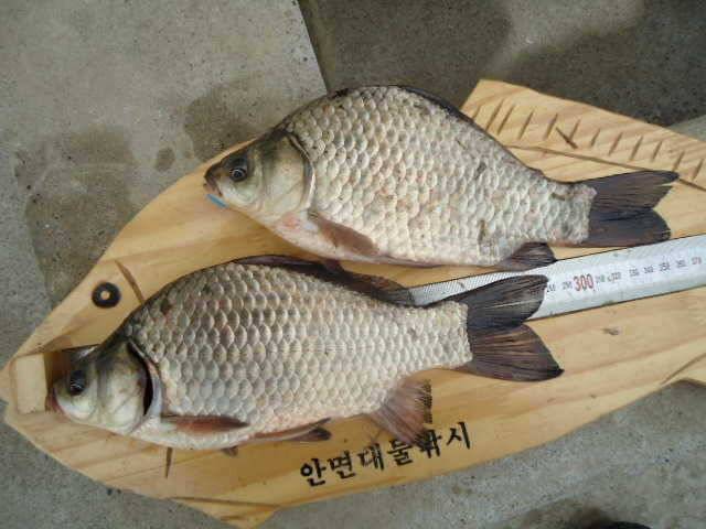 안면도권 저수지 및 수로 주말 조황 안내 (조황조행기 - 특파원조황)