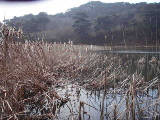 안면권 승언1호지 조황 (조황조행기 - 특파원조황)
