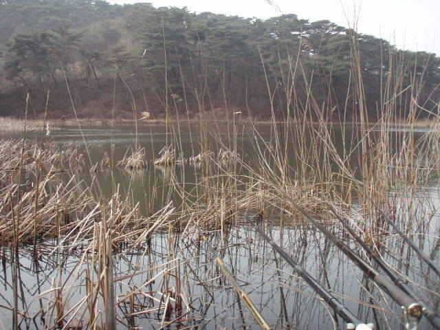 안면권 승언1호지 조황 (조황조행기 - 특파원조황)