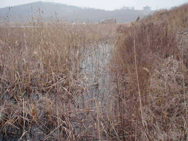 물낚시 수초낚시 시즌돌입 (조황조행기 - 특파원조황)