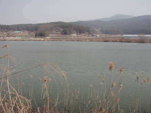 서산권 및 태안권 조황 (조황조행기 - 특파원조황)