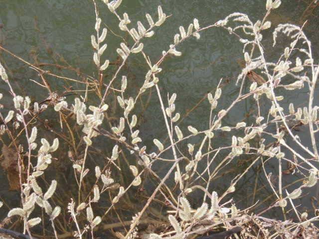 서산권 및 태안권 조황 (조황조행기 - 특파원조황)