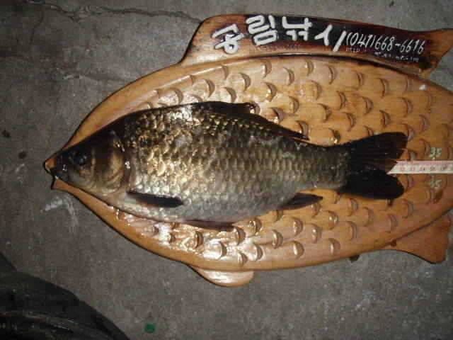 서태안권 이시간 현재 조황속보 (조황조행기 - 특파원조황)