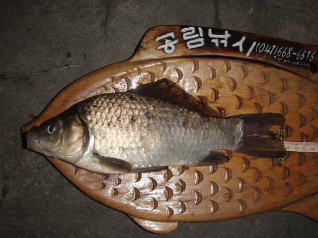 천수만B지구 및 저수지 소류지조황 (조황조행기 - 특파원조황)