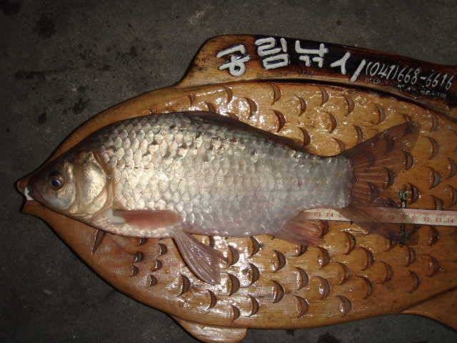 서산권 37cm급까지 20여수의 대박 월척 퍼레이드 (조황조행기 - 특파원조황)