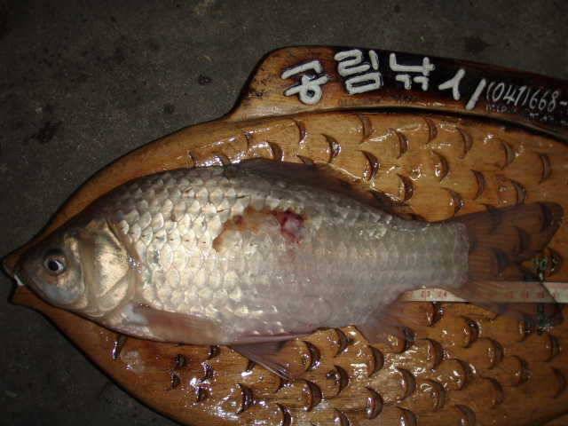 서산권 37cm급까지 20여수의 대박 월척 퍼레이드 (조황조행기 - 특파원조황)