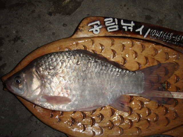 서산권 37cm급까지 20여수의 대박 월척 퍼레이드 (조황조행기 - 특파원조황)