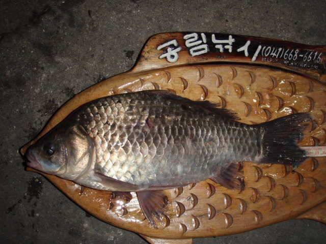 부석권수로 조황 (조황조행기 - 특파원조황)