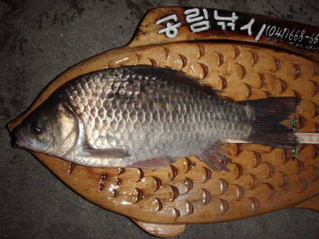 부석권수로 조황 (조황조행기 - 특파원조황)