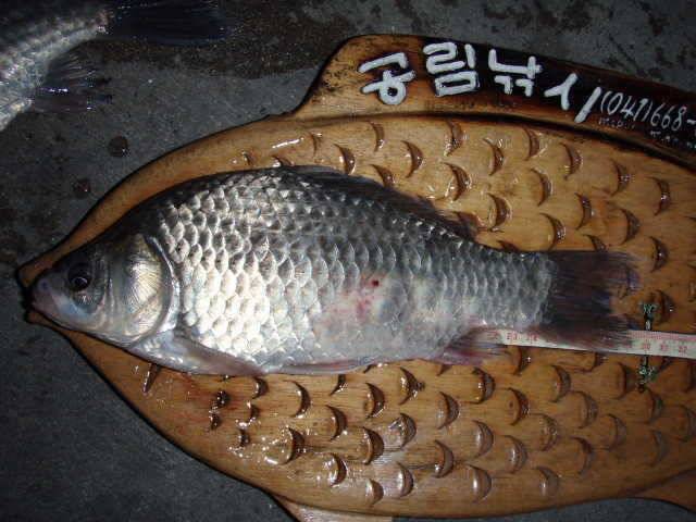 부석권수로 조황 (조황조행기 - 특파원조황)