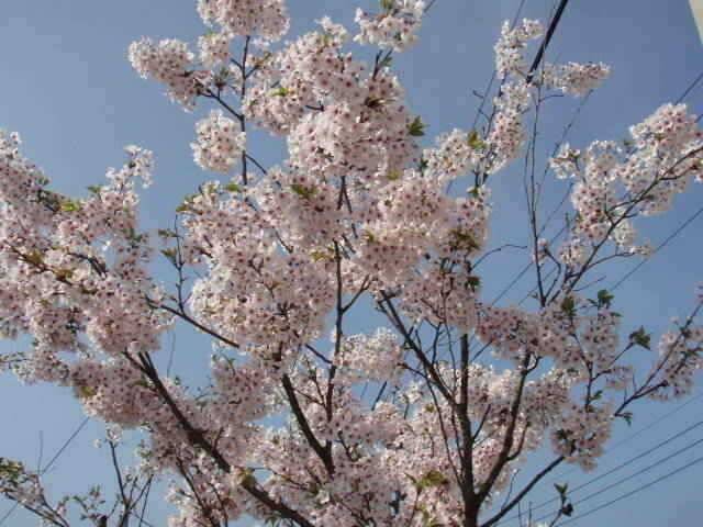 서산권 B수로 및 인평지조황 (조황조행기 - 특파원조황)