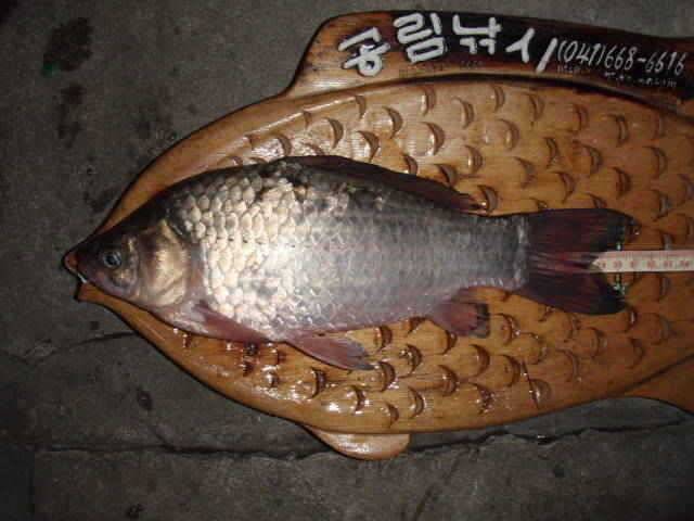 부석면B수로 및 서산권소류지 꾸준한 준월척 마리수조황 (조황조행기 - 특파원조황)