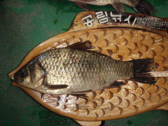 부석 B지구 준월척 조황 및 서태안권 소류지 준월척 마리수 조황 (조황조행기 - 특파원조황)