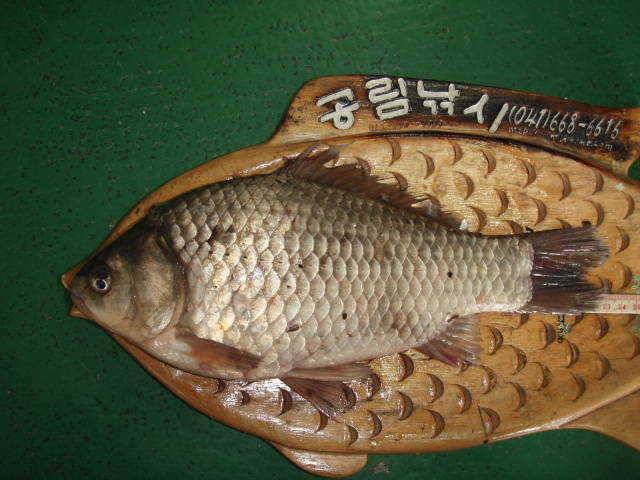 대산권 환성리각지 및 서산권 B수로의 꾸준한조황 (조황조행기 - 특파원조황)