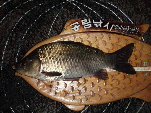 부석 B지구 준월척 조황 및 서태안권 소류지 준월척 마리수 조황 (조황조행기 - 특파원조황)