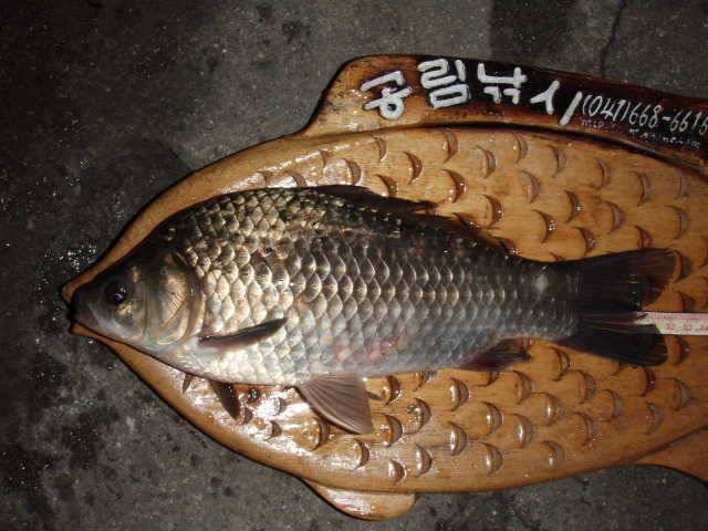 천수만B지구 및 부석권소류지 준월척조황 (조황조행기 - 특파원조황)