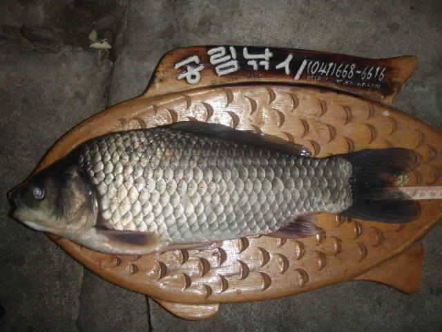 부석권 B수로 마리수월척 퍼레이드 (조황조행기 - 특파원조황)