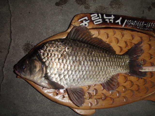 부석권B지구 및 민물장어낚시 시즌돌입 꾸준한조황 (조황조행기 - 특파원조황)