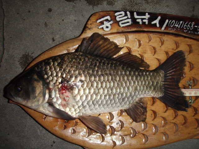 부석권B지구 및 민물장어낚시 시즌돌입 꾸준한조황 (조황조행기 - 특파원조황)