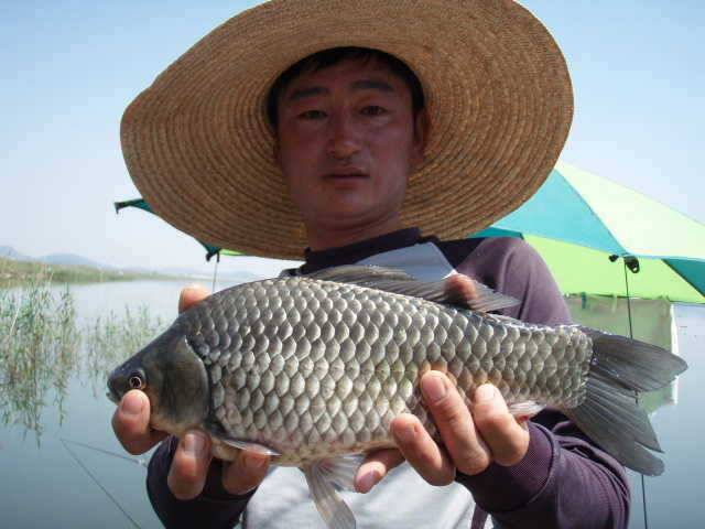 민물장어조황 및 천수만 B지구 43cm대물조황 (조황조행기 - 특파원조황)