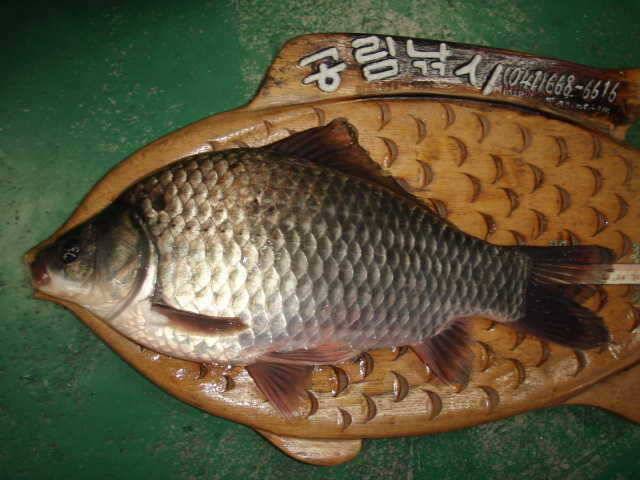 민물장어 조황 및 천수만 월척조황 (조황조행기 - 특파원조황)