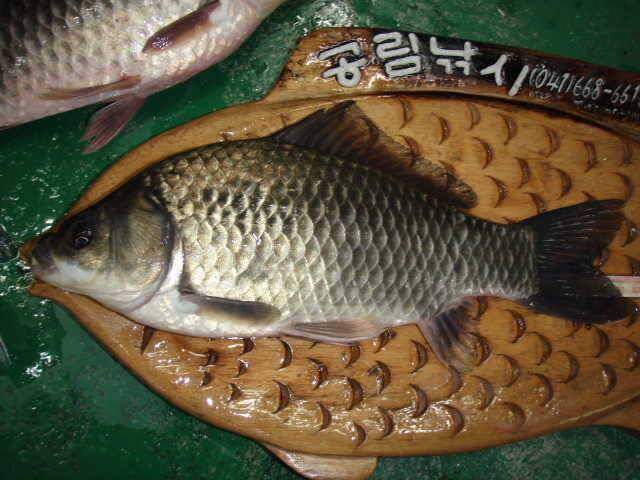 민물장어 조황 및 천수만 월척조황 (조황조행기 - 특파원조황)