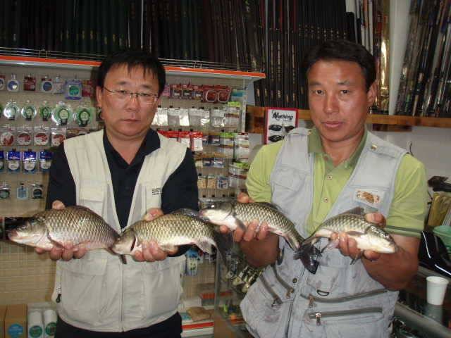 민물장어 조황 및 천수만 월척조황 (조황조행기 - 특파원조황)