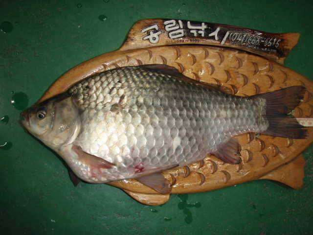 민물장어 조황 및 천수만 월척조황 (조황조행기 - 특파원조황)
