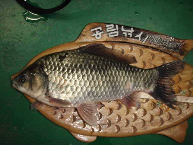 서태안권 꾸준한 민물장어 조황 (조황조행기 - 특파원조황)