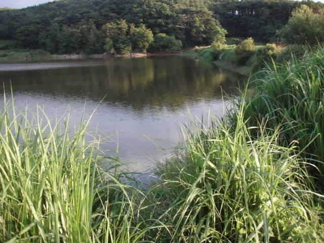 부석권 취평지및 태안권소류지 조황 (조황조행기 - 특파원조황)