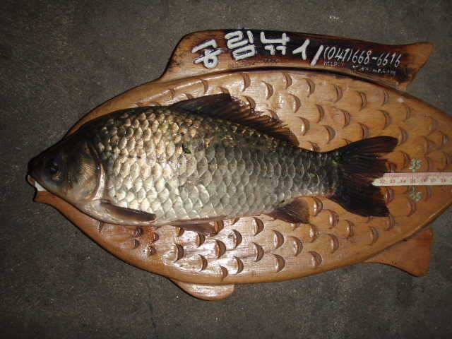 서산권 당율지 및 태안권 인평지 방갈리수로 조황 (조황조행기 - 특파원조황)