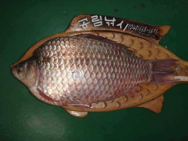 B지구 1k900g 41cm 혹뿌리 대물붕어 (조황조행기 - 특파원조황)