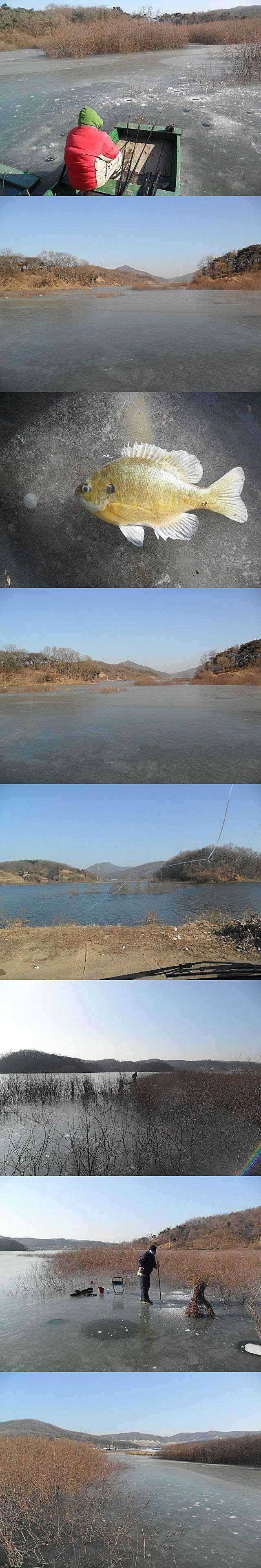 고삼지 블루길낚시 시작 (조황조행기 - 특파원조황)