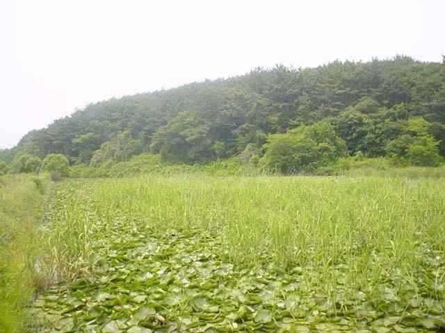 월드컵시즌 한적한 저수지 (조황조행기 - 특파원조황)