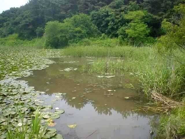 월드컵시즌 한적한 저수지 (조황조행기 - 특파원조황)