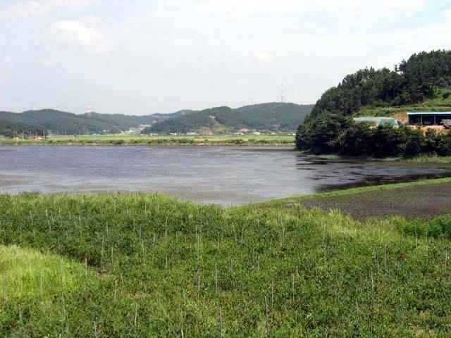 충남권 서태안권 저수지 상황닷개 섭벌 창촌 사창 신창 (조황조행기 - 특파원조황)