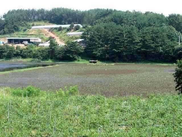 충남권 서태안권 저수지 상황닷개 섭벌 창촌 사창 신창 (조황조행기 - 특파원조황)