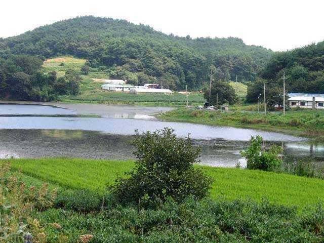 충남권 서태안권 저수지 상황닷개 섭벌 창촌 사창 신창 (조황조행기 - 특파원조황)