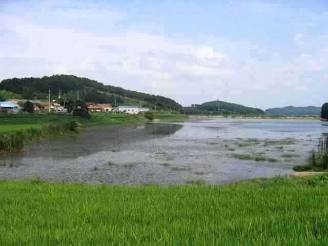 충남권 서태안권 저수지 상황닷개 섭벌 창촌 사창 신창 (조황조행기 - 특파원조황)