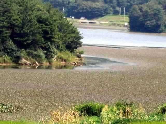 충남권 서태안권 저수지 상황닷개 섭벌 창촌 사창 신창 (조황조행기 - 특파원조황)