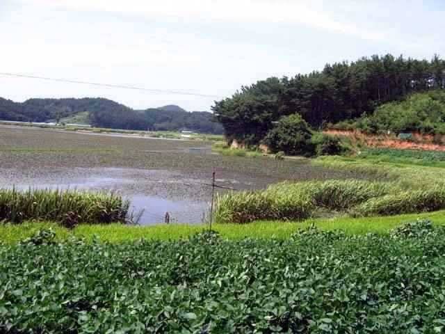 충남권 서태안권 저수지 상황닷개 섭벌 창촌 사창 신창 (조황조행기 - 특파원조황)
