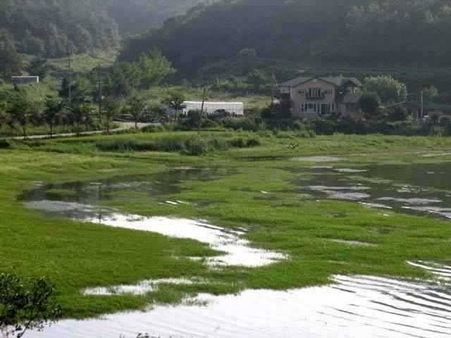 충남권 서태안권 저수지 상황닷개 섭벌 창촌 사창 신창 (조황조행기 - 특파원조황)