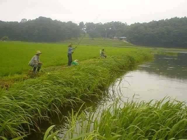 서산 동부권 장마철 소강기를 노려 (조황조행기 - 특파원조황)
