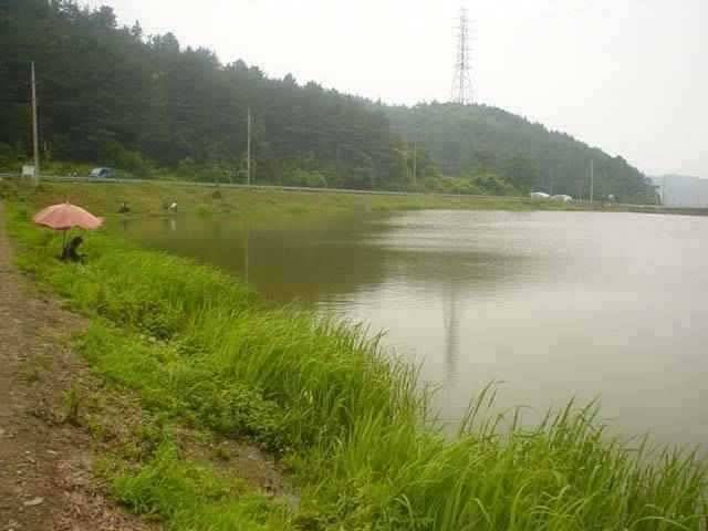 서산 동부권 장마철 소강기를 노려 (조황조행기 - 특파원조황)