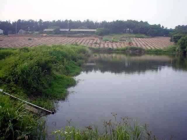 서산 동부권 장마 첫 비 마릿 수 조과 하지만 (조황조행기 - 특파원조황)