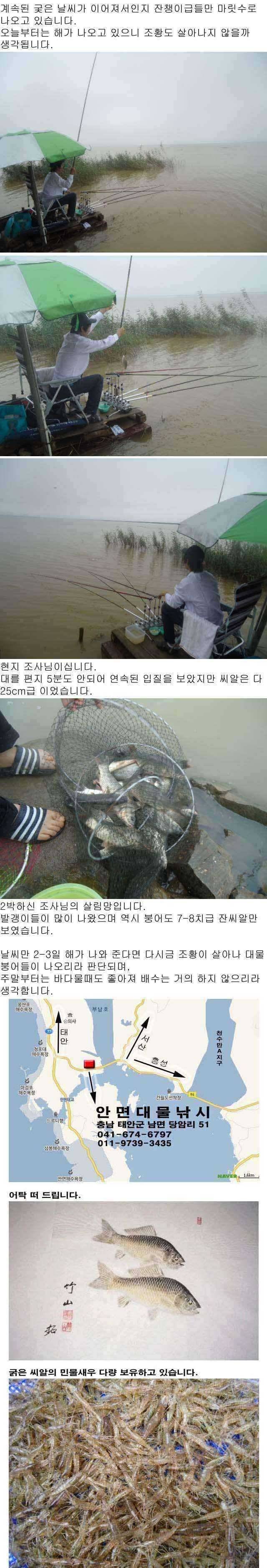 부남호 주중 조황 안내 (조황조행기 - 특파원조황)